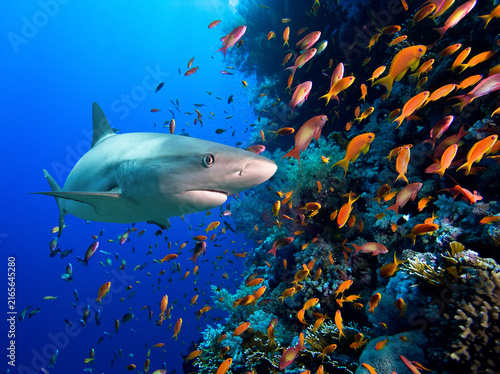 A shark circles the coral reef.