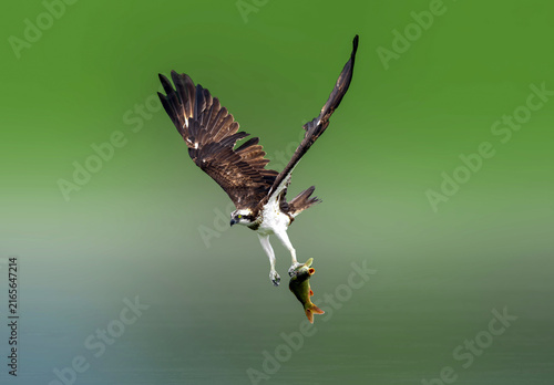 Osprey Catching Fish in Flight Over Water