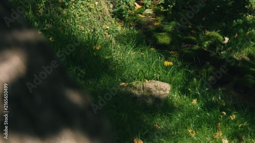 Moss-covered spring water with a thick tree trunk illuminated by strong sunlight