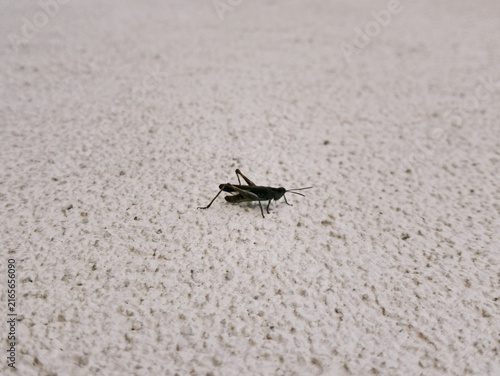 Fotografía A macro shot of a small dark grasshopper (Chorthippus) sitting on a rough white plastered building wall surface
