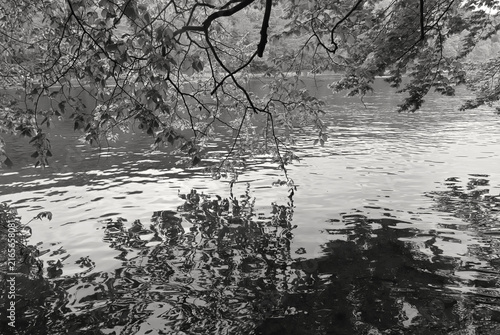 romantic and suggestive monochrome view of the leafy banks of a river