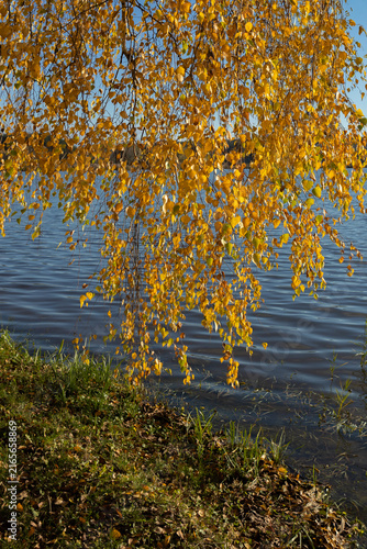An atmospheric autumn landscape. Blue lake water and a tree with yellowing leaves on a sunny day. Discover the beauty of the earth in autumn. seasonal background. Inspiring autumn walks.