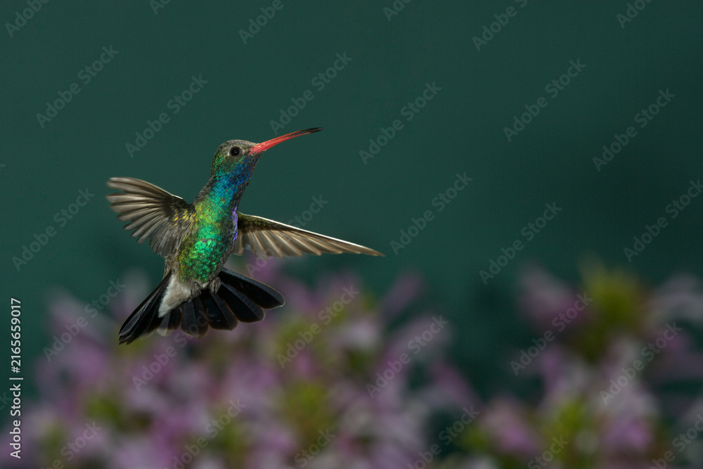Naklejka premium Broad-billed hummingbird in flight