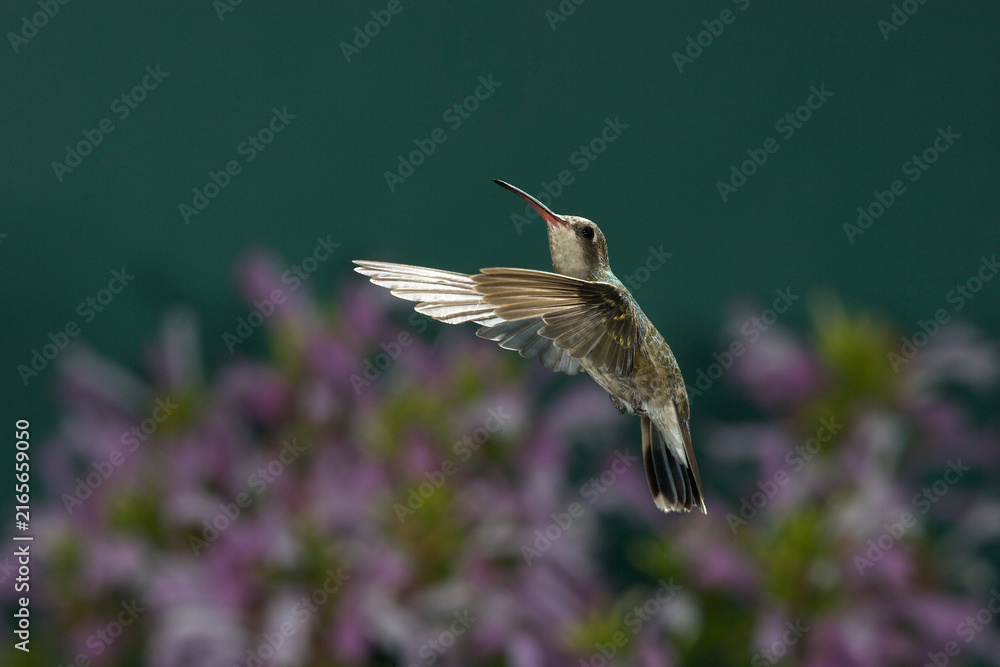 Naklejka premium Broad-billed hummingbird in flight