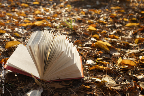 фотографія Hello, autumn
