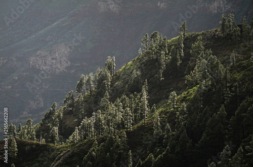 Landscape in the ancient, subtropical laurisilva forests within Garajonay National Park, UNESCO, La Gomera, Canary Islands, Spain
