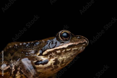 Obraz na plátne Common Frog (Rana temporaria) Close-Up Portrait