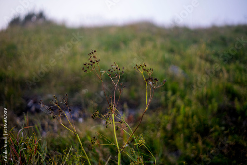 Cuadro en lienzo Macro shot of delicate wild umbel plant stems with small cobweb in grassy misty