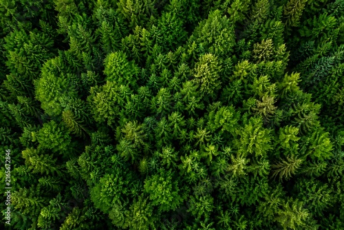 Aerial View of Lush Green Evergreen Forest with Dense Tree Canopy