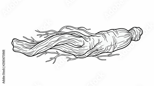 Foto Line art illustration of a dried astragalus root with thin branches, isolated on