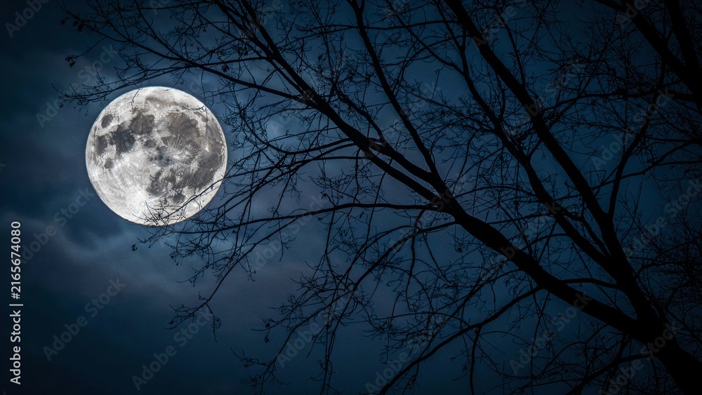 Fototapeta premium Full moon shining in the night sky behind dark tree branches in a mysterious forest scene.
