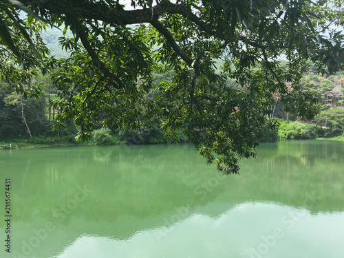 Принти на полотні Dense green foliage of a tree hangs over a calm, emerald-green lake with a misty forested mountain range in the background