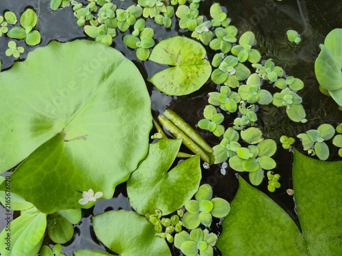 Cuadro en lienzo water lily in the pond