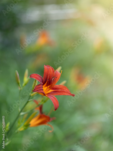 Bild auf Leinwand Close-up of bright orange daylily flower blooming in a summer garden