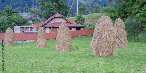 Fotografía Hand stacked hay dries in a village meadow surrounded by houses, trees and a densely forested mountain, illustrating rural Carpathian farming