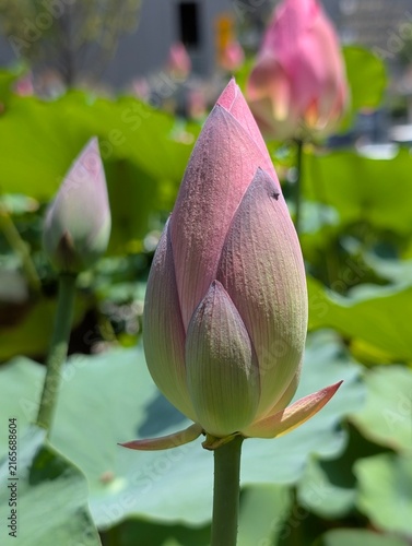 Canvas Print Close-up of a beautiful pink lotus flower bud basking in the summer sunlight at a pond in Seoul, South Korea