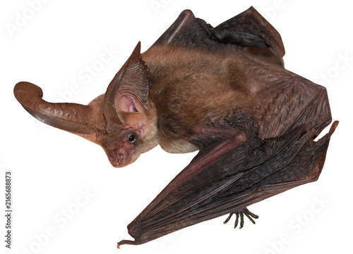 Brown long-eared bat (Plecotus auritus), isolated on transparent 