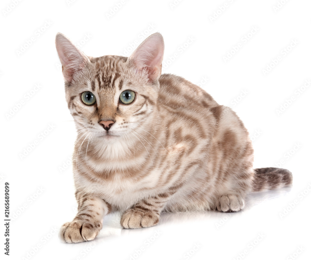 Fototapeta premium bengal cat in studio
