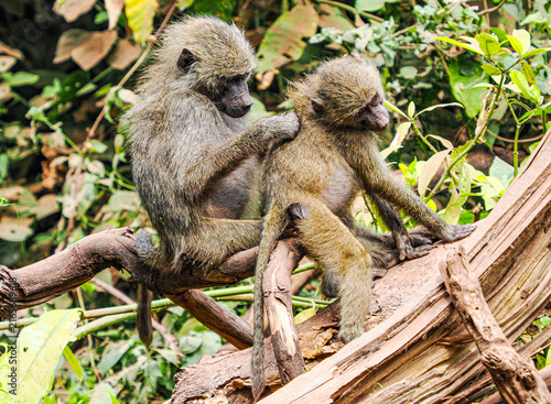 mother and baby baboon