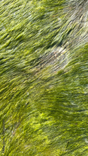 Green Algae Texture on Wet Rock Surface. Natural Abstract Background