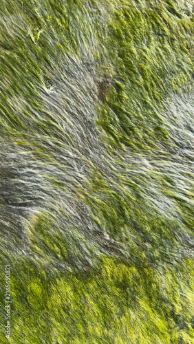 Green Algae Texture on Wet Rock Surface. Natural Abstract Background