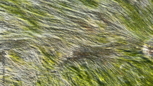 Green Algae Texture on Wet Rock Surface. Natural Abstract Background