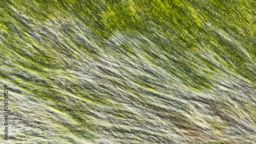 Green Algae Texture on Wet Rock Surface. Natural Abstract Background