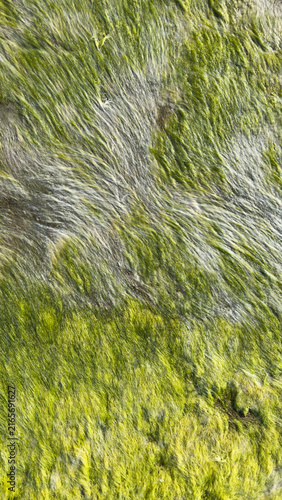 Green Algae Texture on Wet Rock Surface. Natural Abstract Background
