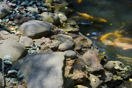 Keeping ornamental fish offers many tangible benefits. Ornamental fish can reduce stress, alleviate anxiety, stabilize blood pressure, and beautify a room in the home.