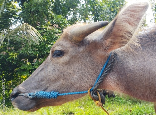 Canvastavla Close up headshot of young water buffalo wearing blue halter