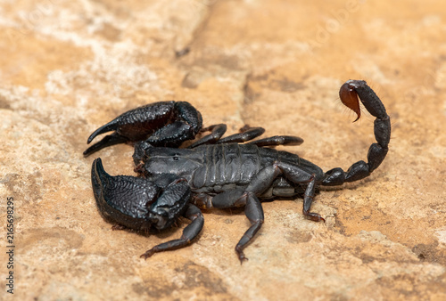 Canvas Print Closeup of a beautiful Drakensberg Creeping Scorpion (Opisthacanthus validus) in