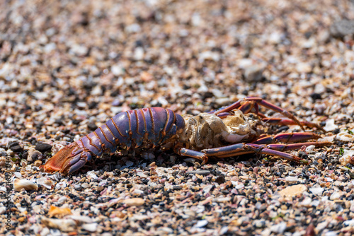 The carcass of a shrimp washed up on the sandy beach