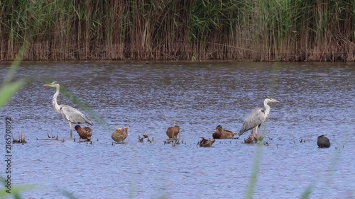 Grey herons and ducks foraging in a wetland