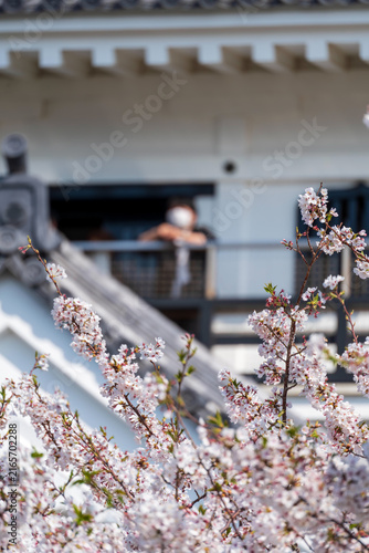 A scene featuring cherry blossoms
