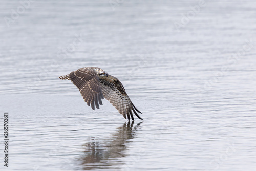 Osprey Flying Low Overn Water with Wingtips Touching Surface