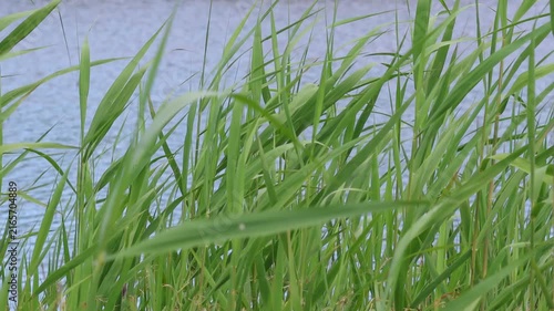 Green reeds blowing in the wind by the lake