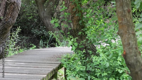 Wooden footbridge crossing a small creek in the forest