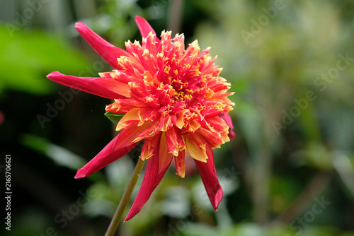 Red and yellow anemone flowered Dahlia ‘Octopus Sparkle’ in flower.