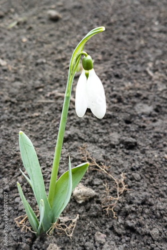 A delicate Galanthus snowdrop flower emerges from rich dark soil. Symbolizing hope, rebirth, and resilience as a harbinger of spring, captured in a clean botanical vertical macro shot