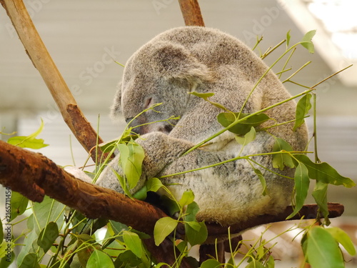 Bild auf Leinwand Sleeping koala curled up on eucalyptus tree branch, Australia
