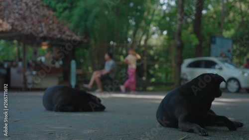 Black dogs resting on pavement near tropical roadside in forest setting, Relaxed stray dogs lying outdoors with blurred people and village background 4k
