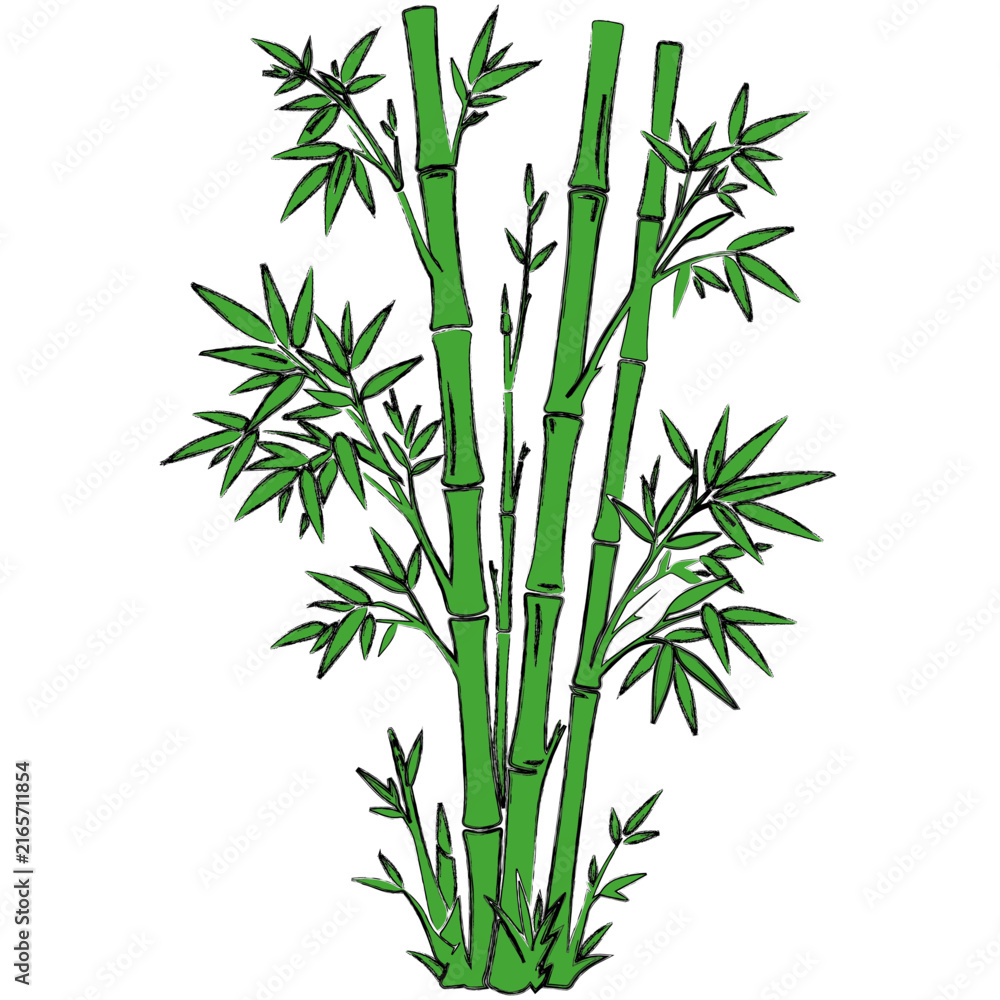 Obraz premium Green bamboo forest stems and leaves vector design.