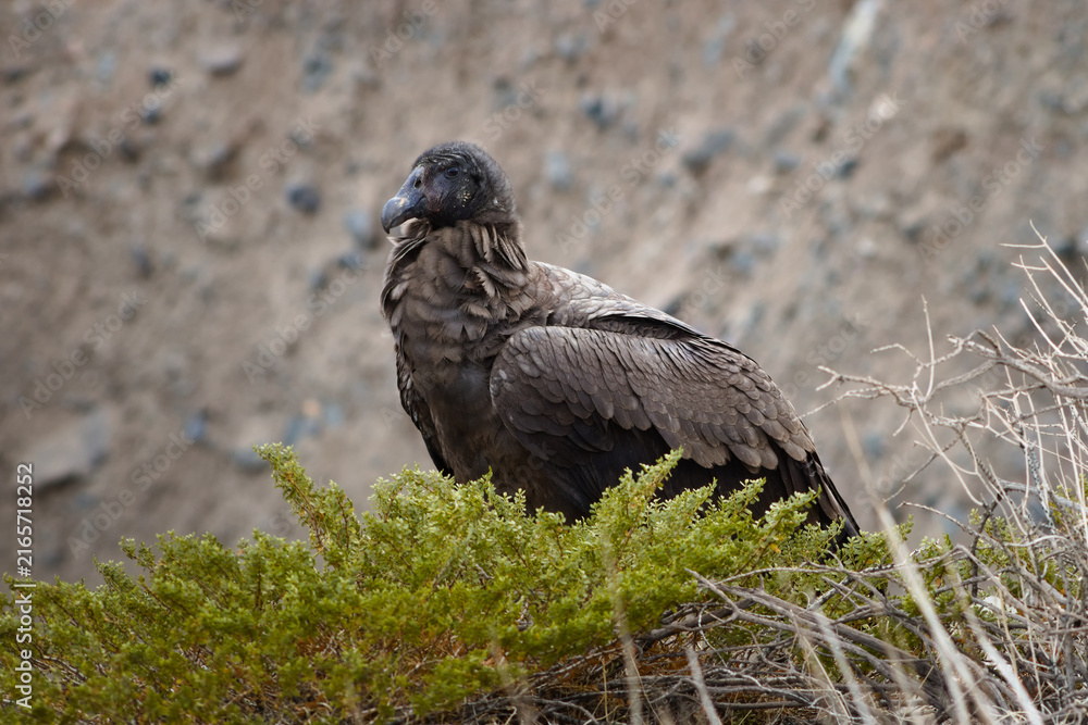 Fototapeta premium Young female andean condor (Vultur gryphus) spotted in the Aconcagua provincial park in Mendoza, Argentina.