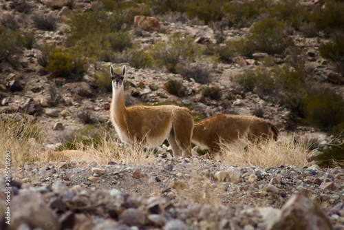 Herd of guanacos (Lama guanicoe) spotted in the Aconcagua provincial park in Mendoza, Argentina