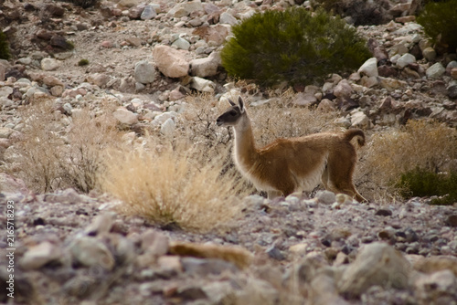 Guanaco (Lama guanicoe) spotted in the Aconcagua procincial park in Mendoza, Argentina.
