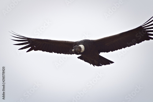 Majestic Andean condor (Vultur gryphus) in flight, spotted in the Aconcagua provincial park in Mendoza, Argentina.