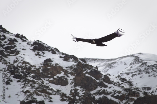 Majestic Andean condor (Vultur gryphus) in flight, spotted in the Aconcagua provincial park in Mendoza, Argentina.