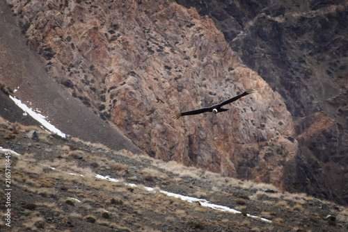 Majestic Andean condor (Vultur gryphus) in flight, spotted in the Aconcagua provincial park in Mendoza, Argentina.