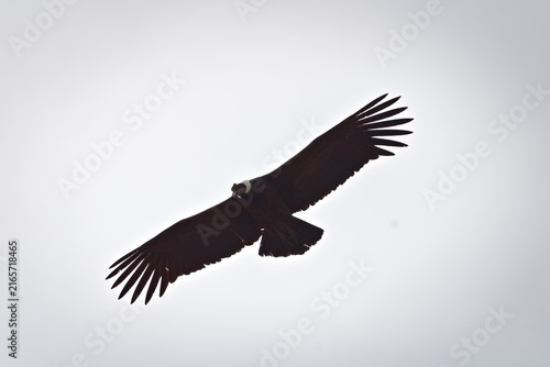 Majestic Andean condor (Vultur gryphus) in flight, spotted in the Aconcagua provincial park in Mendoza, Argentina.
