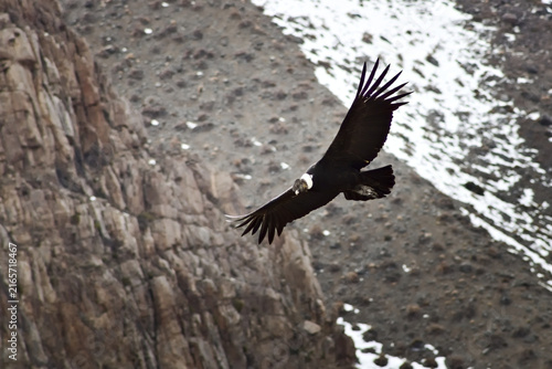 Majestic Andean condor (Vultur gryphus) in flight, spotted in the Aconcagua provincial park in Mendoza, Argentina.